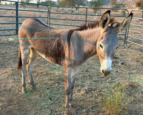 Donkey Healing Following Newest Arrow Attack on Wild Burros in the Golden State